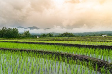 Güneşin doğuşunda sislerle kaplı dağlarla dolu yemyeşil pirinç teraslarının nefes kesici manzarası. Yeşil tarlalar ve altın gökyüzü, geleneksel Asya çiftçiliğinin sergilendiği barışçıl bir kırsal alan oluşturuyor..