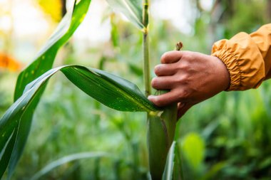 Yeşillik bir tarlada taze mısır bitkisini tutan bir elin yakın çekimi. Kişi sarı bir ceket giyiyor, kırsal alanda çiftçiliği, tarımı ve sürdürülebilirliği simgeliyor..
