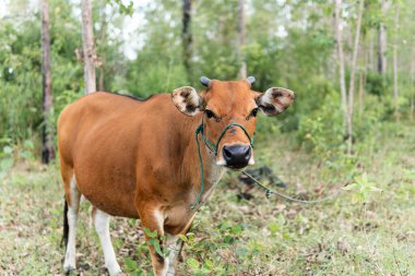 Endonezya 'nın kırsal kesimindeki tropikal bir ormanda kahverengi bir inek sakince duruyor. Geleneksel çiftlik hayvanlarını doğal bir doğa ortamında huzurlu ve kırsal bir şekilde yakalıyor..