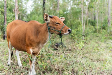 Endonezya 'nın kırsal kesimindeki tropikal bir ormanda kahverengi bir inek sakince duruyor. Geleneksel çiftlik hayvanlarını doğal bir doğa ortamında huzurlu ve kırsal bir şekilde yakalıyor..