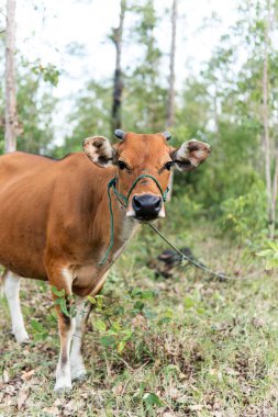Endonezya 'nın kırsal kesimindeki tropikal bir ormanda kahverengi bir inek sakince duruyor. Geleneksel çiftlik hayvanlarını doğal bir doğa ortamında huzurlu ve kırsal bir şekilde yakalıyor..