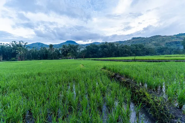Tayland 'ın kuzeyindeki dağlarda pirinç tarlaları.