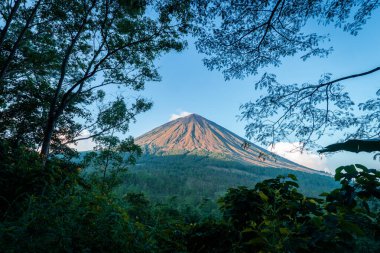 İnerie Dağı 'nın sabah manzarası sık orman yapraklarının arasından görülebiliyor. Mavi gökyüzü, canlı yeşil ağaçlar ve doğal çerçeve Endonezya 'da çarpıcı, barışçıl bir tropikal manzara yaratır..