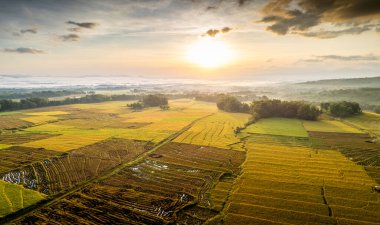 Güneş doğarken ağaçlar, sis ve dramatik gökyüzü ile altın pirinç tarlalarının göz kamaştırıcı manzarası. Stok görüntülerinde doğa, tarım, tarım ve kırsal manzara temaları için ideal.
