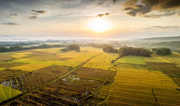 Güneş doğarken ağaçlar, sis ve dramatik gökyüzü ile altın pirinç tarlalarının göz kamaştırıcı manzarası. Stok görüntülerinde doğa, tarım, tarım ve kırsal manzara temaları için ideal.