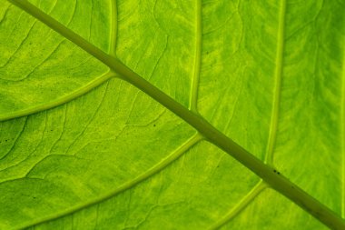 Yeşil bir yaprağın detaylı makro görüntüsü karmaşık damar desenleri ve dokuları gösteriyor. Doğa, çevre, botanik, arka plan veya doğal tasarım elementleri için mükemmel.