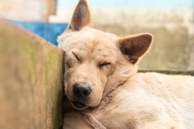 Uykulu açık kahverengi bir köpeğin mavi bir fayans yüzeyinde başını dinlendirirken yakın plan görüntüsü. Doğal bir ortamda sakin ve barışçıl bir ifade, rahat bir ev ortamını yakalıyor..