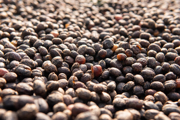 Close-up of coffee beans drying under natural sunlight. Perfect for concepts of farming, agriculture, coffee production, and organic processing methods.