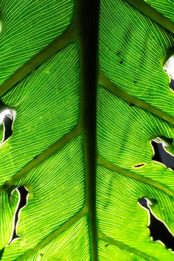 Canlı yeşil bir yaprağın yakın çekimi, karmaşık damar şekillerini ve hassas dokuyu ortaya çıkarıyor, arkadan aydınlatılıyor.