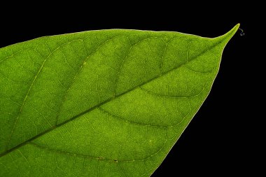 Arkadan aydınlatılmış yeşil bir yaprağın yakın çekimi, ayrıntılı damar şekillerini ortaya çıkarıyor. Yüksek çözünürlüklü makro çekim, siyah arkaplan, bilimsel, eğitici ve doğal tasarım için mükemmel..