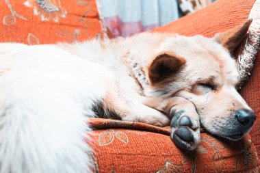 Yumuşak tüylü bir köpek turuncu bir kanepede huzur içinde uyuyor. Sahne, evcil hayvanlar, dinlenme ve rahat yaşam alanları için ideal konfor, rahatlama ve rahat titreşimleri çağrıştırıyor..