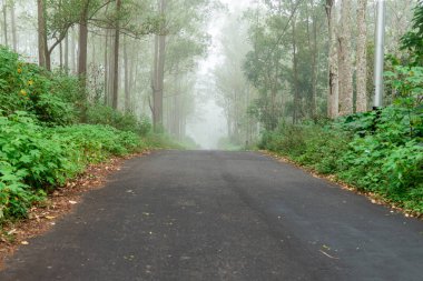 Boş asfalt yol sisli yeşil bir ormanda uzanıyor. Yoğun ağaçlar ve sabah sisi ile çevrili bu sakin manzara, sakinliği ve gizemi çağrıştırıyor. Seyahat ve doğa kavramları için ideal..
