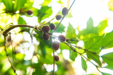 Olgun kahve kirazları tropikal ışık altında bir ağaç dalına asılır. Doğal arka plan ışığıyla Asya 'daki bir kahve çiftliğinde çekilmiş. Organik kahve ekiminin saf güzelliğini gösteriyor..