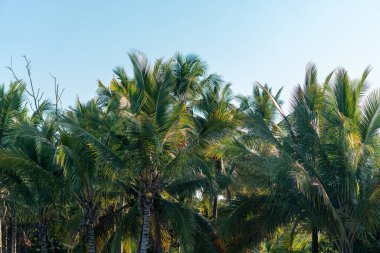 Parlak mavi gökyüzü altında bereketli tropikal palmiye ağaçları, yazı, doğayı ve tropik manzaraları sembolize ediyor. Seyahat, tarım ve çevre konuları için mükemmel.