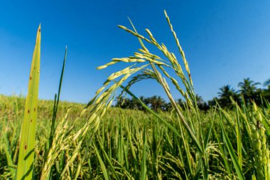 Düşük açılı pirinç tanecikleri, koyu mavi gökyüzünün altında büyüyen yeşil saplar. Tarım, organik gıda, sürdürülebilirlik, hasat ve kırsal tropikal tarım sembolü.