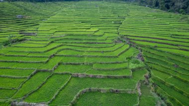 Bereketli yeşil pirinç teraslarının hava manzarası tropikal bir kırsal bölgede eşsiz desenler oluşturuyor. Tarım, kırsal arazi ve çevresel sürdürülebilirlik temaları için ideal.
