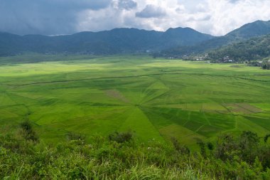 Çevresi kırsal evler ve yemyeşil tepelerle çevrili eşsiz örümcek ağı pirinç tarlaları. Güneydoğu Asya 'dan geleneksel tarım arazisi canlı gün ışığında ele geçirildi.