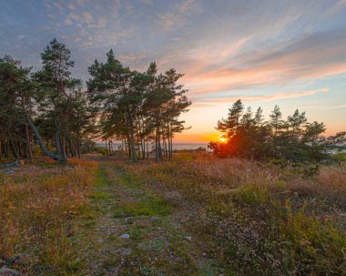 Ormanda güzel bir gün batımı