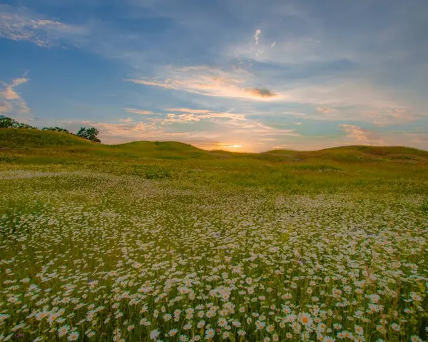 Tarladaki güzel çiçekler