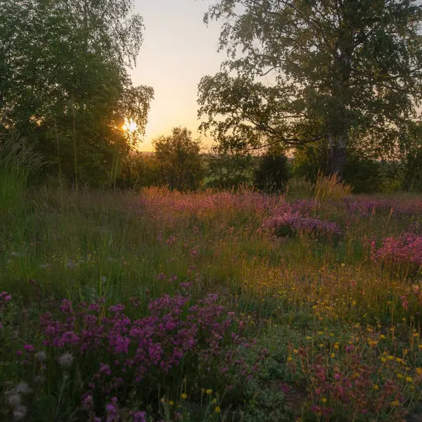 Ormanda güzel çiçekler