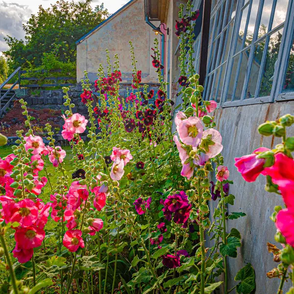 Yeşil bitkilerin arka planında güzel kırmızı ve beyaz çiçekler