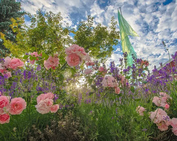 Bahçedeki güzel çiçekler