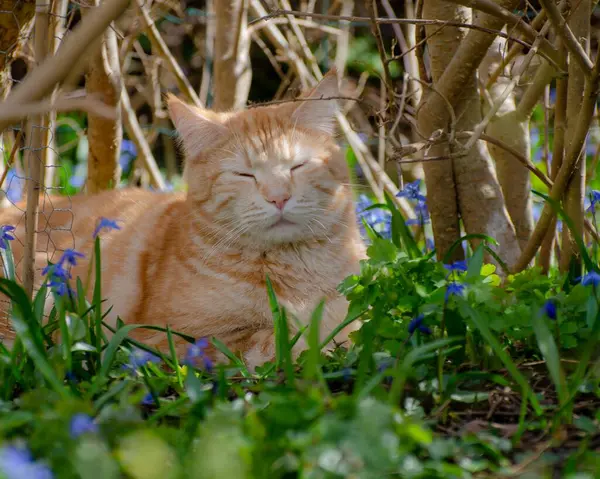 Kedi baharda bahçede oturuyor ve çiçekler açıyor..