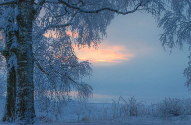 Karda ağaçlar olan kış manzarası