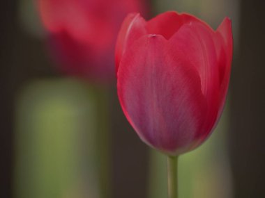 Bahçedeki güzel laleler