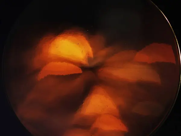 Güzel botanik fotoğrafı, doğal duvar kağıdı.