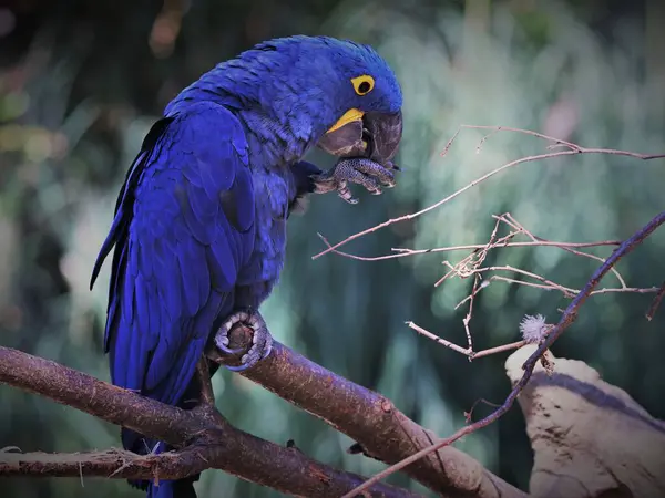 Mavi - mavi - kuyruklu papağan Brezilya 'da bir hayvanat bahçesinde
