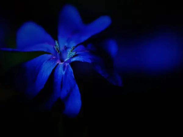 Bahçedeki güzel çiçek