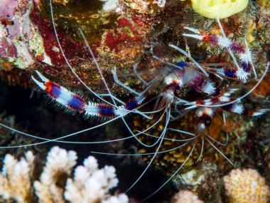 Filipinlerdeki kırmızı resifteki deniz karidesi