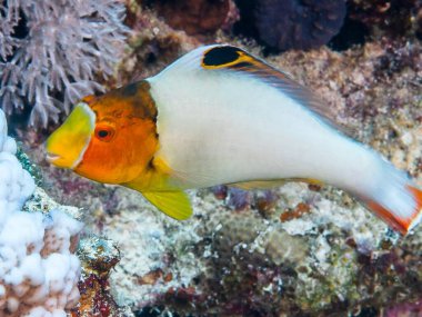 Akvaryumdaki su altında güzel tropikal balıklar