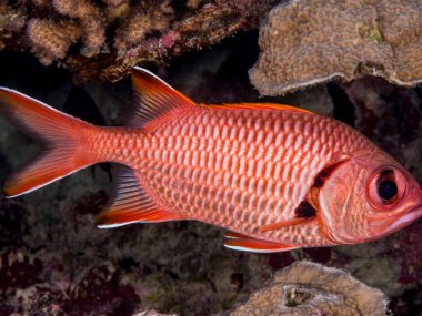 Siyah arka planda kırmızı balık