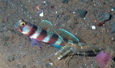 Akvaryumdaki kırmızı deniz balığı