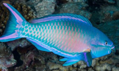 Denizde balığın mavi rengi, sualtı dünyası.