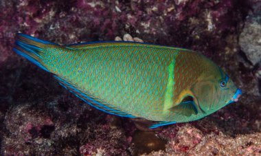 Denizde güzel renkli balıklar