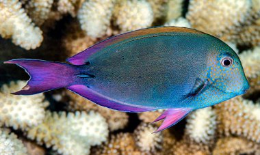 Akvaryumdaki mavi renkli balıklar