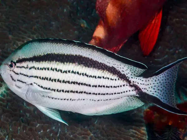 güzel sualtı dünyası resimleri