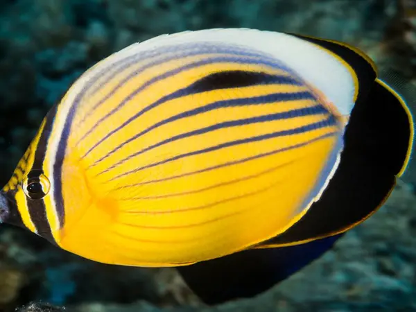 Akvaryumdaki balıklar