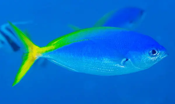 Akvaryumdaki mavi balığa yaklaş.