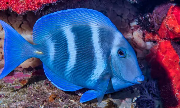 Acanthuridae, Acanthuriformes, Acanthurus, coeruleus