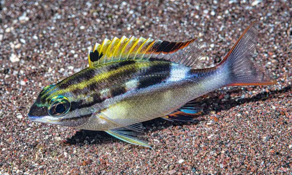 Denizde renkli tropikal balık