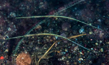 Güzel bir denizin sualtı manzarası