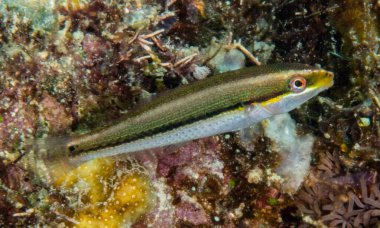 Deniz Balığı (sualtı dünyası )