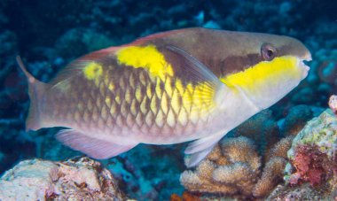 Perciformes, Scaridae, Scarus, oviceps