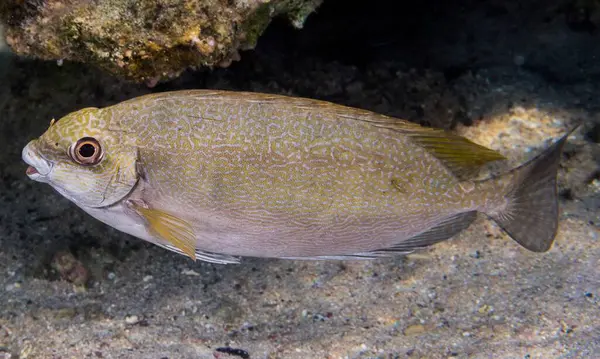 Akvaryumdaki balıklar