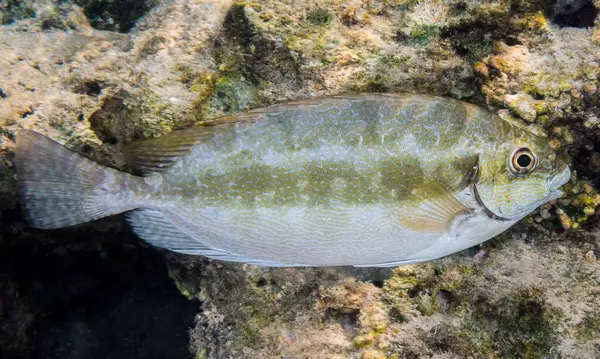 Deniz zemininde güzel balıklar