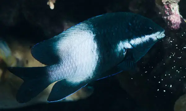 Akvaryumdaki güzel balıklar